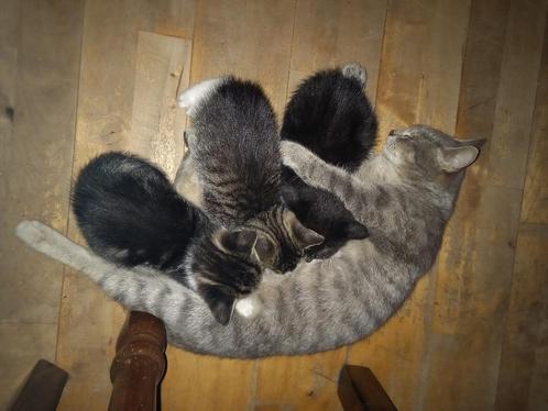 2 lieve kitten katertjes te koop, Dieren en Toebehoren, Katten en Kittens | Overige Katten, Kortharig, Kater, 0 tot 2 jaar