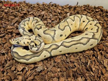 Actie! - 1.1 Pastel blade Clown / Pastel Clown-Koppel € 125 beschikbaar voor biedingen