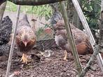 2 Groenleggers hennen, Dieren en Toebehoren, Pluimvee, Meerdere dieren, Kip