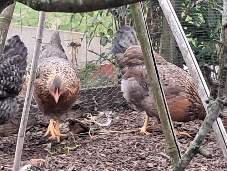 2 Groenleggers hennen, Dieren en Toebehoren, Pluimvee, Kip, Meerdere dieren