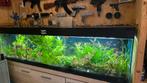200x50x50cm aquarium (500 liter), Dieren en Toebehoren, Vissen | Aquaria en Toebehoren, Ophalen, Gebruikt, Gevuld zoetwateraquarium