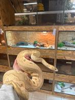 Ballpython 1.0 Pastel YB Spotnose Clown 2022 Houten, Dieren en Toebehoren, Slang, 3 tot 6 jaar