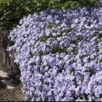 Phlox S. Emerald Cushion Blue | Kruipflox | Chemievrij, Bodembedekkers, Volle zon, Vaste plant, Ophalen of Verzenden