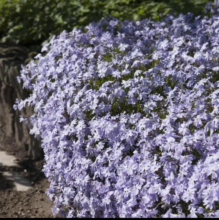 Phlox S. Emerald Cushion Blue | Kruipflox | Chemievrij, Tuin en Terras, Planten | Tuinplanten, Vaste plant, Bodembedekkers, Volle zon