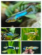 Gratis afhalen 5x mannelijk fancy guppies, Dieren en Toebehoren, Vissen | Aquariumvissen, Vis, Zoetwatervis