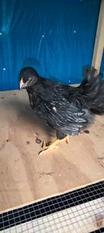 Barnevelder zilver groot, Dieren en Toebehoren, Pluimvee, Vrouwelijk, Kip