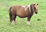 Vosbont shetlandpony merrie, Dieren en Toebehoren, Merrie, Niet van toepassing, Gechipt, A pony (tot 1.17m)