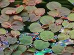 Phyllanthus Fluitans drijfplanfen aquarium, Ophalen of Verzenden, Nieuw, Plant(en), Steen of Hout