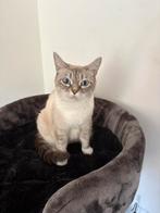Poes van 1 jaar oud, Poes, Gechipt, 0 tot 2 jaar
