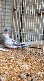 Bonte diamantduif doffer, Dieren en Toebehoren, Vogels | Duiven, Mannelijk, Kropper