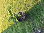 Ilex meserveae blue Prince, Ophalen, Minder dan 100 cm