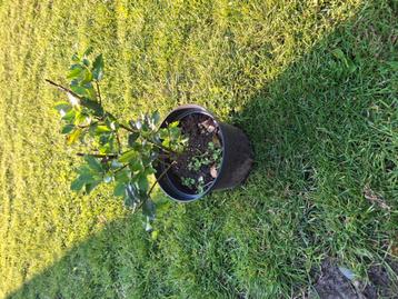 Ilex meserveae blue Prince  beschikbaar voor biedingen