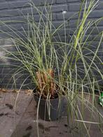 Carex plant | 5 stuks, Ophalen, Siergrassen