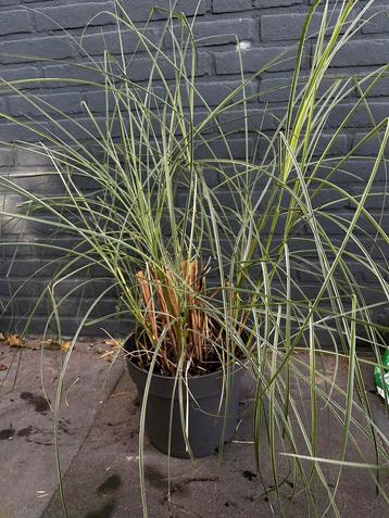 Carex plant | 5 stuks beschikbaar voor biedingen