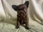 Franse bulldog pups met stamboom, Dieren en Toebehoren, 8 tot 15 weken, Meerdere, Meerdere dieren, Nederland