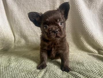 Franse bulldog pups met stamboom beschikbaar voor biedingen