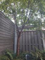 Prunus Boom - Direct uit de tuin!, Ophalen of Verzenden, Volle zon, Overige soorten