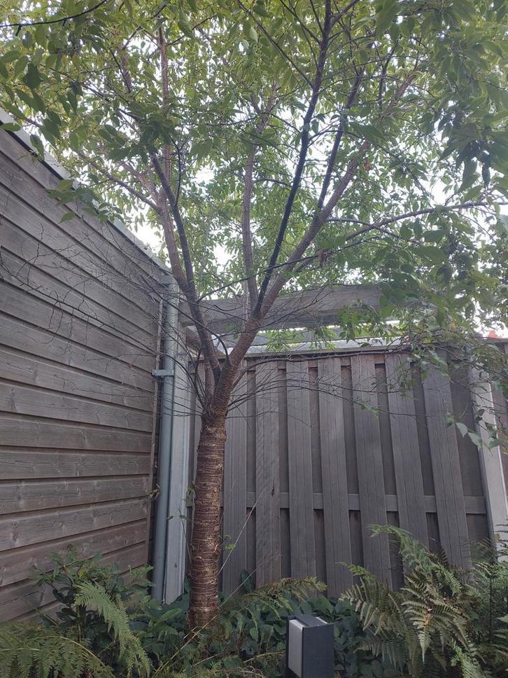 Prunus Boom - Direct uit de tuin!, Tuin en Terras, Planten | Bomen, Overige soorten, Volle zon, Ophalen of Verzenden