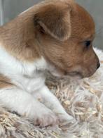 Jack russells puppy’s, België, Particulier, Jack Russell Terriër, CDV (hondenziekte)