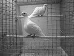 Te Koop Tortelduifjes/lachduifjes/koerduifjes, Dieren en Toebehoren, Vogels | Duiven, Meerdere dieren, Tortelduif