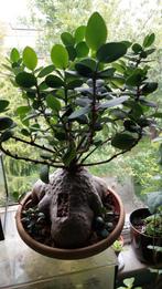 Mieren plant Hydnophytum papuanum zeldzame plant, Tuin en Terras, Planten | Tuinplanten, Ophalen of Verzenden, Overige soorten