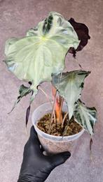 Alocasia Venom sproutling, Ophalen of Verzenden, Overige soorten, Minder dan 100 cm