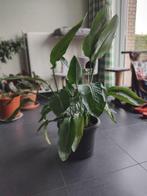 Stralitzia Nicolai - 110cm Kamerplant, Ophalen of Verzenden