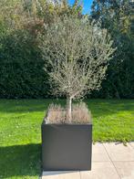 Twee olijfbomen zonder pot.Mediterraanse sfeer!, Tuin en Terras, Planten | Bomen, Bloeit niet, Olijfboom, Minder dan 100 cm, Ophalen