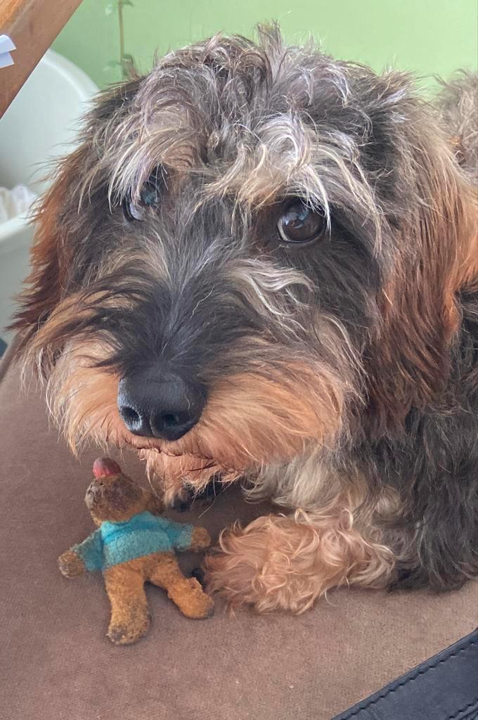 Hondenoppas aan huis (Cuijk) gezocht, 5-7 dec a.s., Diensten en Vakmensen, Dieren | Honden | Verzorging, Oppas en Les, Particuliere oppas