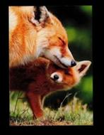 Vos met Vossenjong Welp Vulpes Vulpes., Verzamelen, Ansichtkaarten | Dieren, Ophalen of Verzenden, 1980 tot heden, Ongelopen, Wild dier