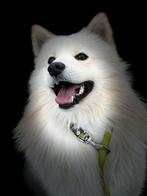 Prachtige dekreu, Dieren en Toebehoren, Honden | Poolhonden, Keeshonden en Oertypen, België, Particulier, Reu, 1 tot 2 jaar