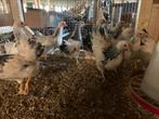 Jonge wyandotte kriel, Dieren en Toebehoren, Pluimvee, Meerdere dieren, Kip