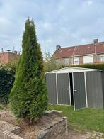 Gratis Thuja Conifeer Af te Halen, Tuin en Terras, Planten | Bomen, Bloeit niet, Overige soorten, 100 tot 250 cm, Ophalen