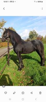 2,5 jarige friese hengst en 5 maand oud fries hengstveulen, Dieren en Toebehoren, Paarden, Dressuurpaard, 0 tot 2 jaar, Hengst