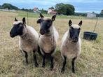Clun Forest schapen ram / ooi, Dieren en Toebehoren, Schapen, Geiten en Varkens, Meerdere dieren, Schaap, 0 tot 2 jaar