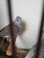 Te koop koppel Diamabtduifjes, Dieren en Toebehoren, Vogels | Duiven, Meerdere dieren, Overige soorten
