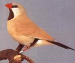 koppels beige isabel spitsstaart amadines, Dieren en Toebehoren, Meerdere dieren, Tropenvogel