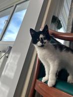 Kitten te koop, Dieren en Toebehoren, Katten en Kittens | Raskatten | Korthaar, Kater