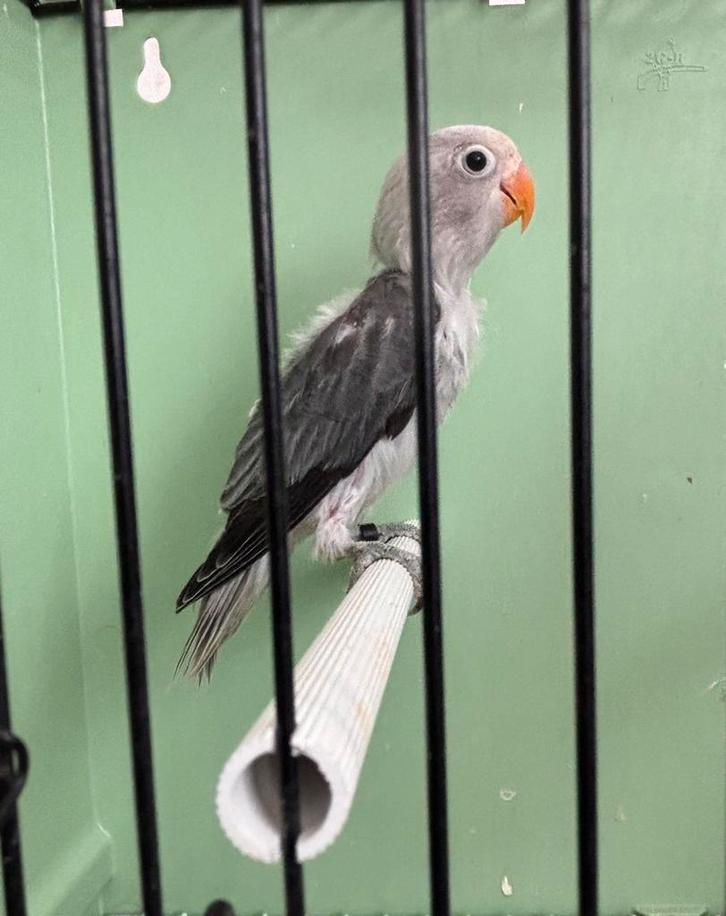 Tamme Baby Agapornis Fischerie, Dieren en Toebehoren, Vogels | Overige Vogels, Meerdere dieren, Tam