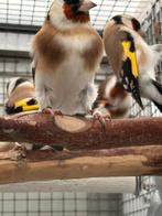 Major putter, Dieren en Toebehoren, Vogels | Kanaries, Vrouwelijk, Bastaard