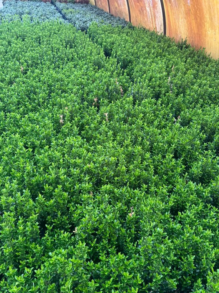 Euonymus green spire. Buxus vervanger., Ophalen of Verzenden, Buxus, Minder dan 100 cm