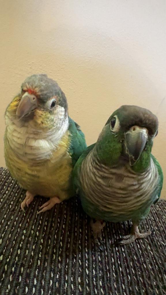 2 tamme pyrrhura vrouwtjes, Dieren en Toebehoren, Vogels | Parkieten en Papegaaien, Vrouwelijk, Parkiet, Tam