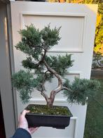 Mooie Jeneverbes Bonsai Juniperus 60cm hoog, Bloeit niet, Halfschaduw, Minder dan 100 cm, Overige soorten