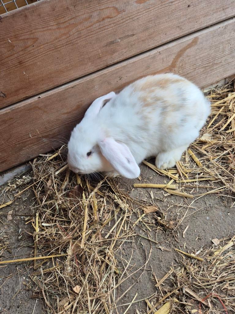 Jong hangoor vrouwtjes konijn, Dieren en Toebehoren, Konijnen, Vrouwelijk, Middelgroot, Hangoor, 0 tot 2 jaar
