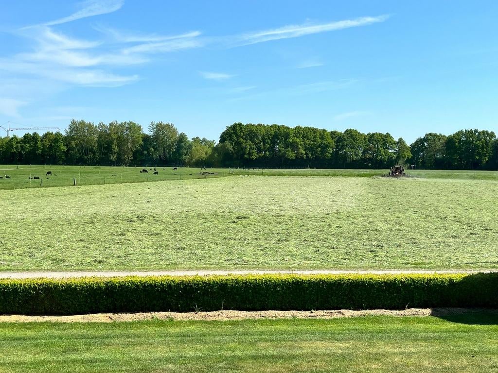 Gras op stam om te maaien, Ophalen of Verzenden