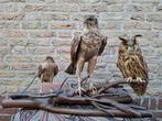 3x opgezette vogel op tak taxidermy, Ophalen, Vogel, Opgezet dier