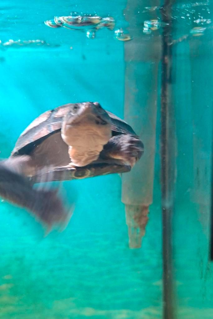 Kleine Afrikaanse moeras schildpad ! Turtle - unknown for sale from MH