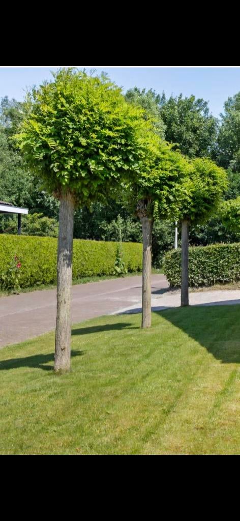 Boompjes 3 stuks, Ophalen, Volle zon, Overige soorten