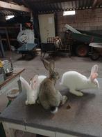 Vlaamse reus jong rammen witte en 1 grijze, Dieren en Toebehoren, Konijnen, Mannelijk, Groot, 0 tot 2 jaar