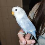 Jonge Agapornis Roseicollis (Popje), Vrouwelijk, Dwergpapegaai of Agapornis, Geringd